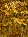 Multicolored leaves but predominantly rusty yellow fallen on the desert ground forming a magic carpet. Magnificent autumn Royalty Free Stock Photo