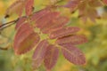 Multicolored leaves on a tree in the autumn arboretum. Ulyanovsk Russia Royalty Free Stock Photo