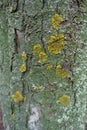 Multicolored lichen on bark of horse chestnut