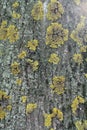 Multicolored lichen on bark of Norway maple