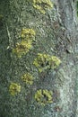 Multicolored lichen covering dry bark of Ailanthus altissima