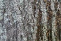 Multicolored lichen and moss on bark of maple