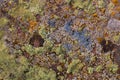 Multicolored lichen on stone Royalty Free Stock Photo