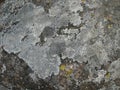 multicolored lichen on stones, natural background, copy space