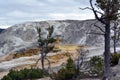 Multicolored limestone deposits in Mammoth Hot Springs in Yellowstone park