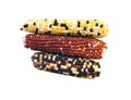 Multicolored little ears of corn isolated