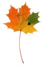 Multicolored maple leaf on pure white background