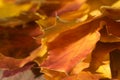 Multicolored maple leaves back lit Royalty Free Stock Photo
