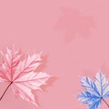 Multicolored maple leaves on a pink background. Blue, purple and pink shades. Creative natural autumn image. Free space for text