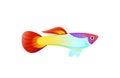 Multicolored Marine Fish Isolated on White Poster Royalty Free Stock Photo