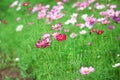 Multicolored mexican aster or cosmos flower blooming in garden outdoor background