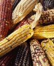 Multicolored Mexican Corn