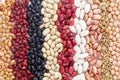 Multicolored mixed dried beans in rows Royalty Free Stock Photo