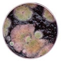 Multicolored mold on honeysuckle jam, macro shot, isolated on white background Royalty Free Stock Photo
