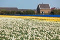 Multicolored narcissus field Royalty Free Stock Photo