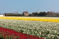 Multicolored narcissus and tulips field in Holland Royalty Free Stock Photo