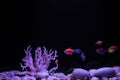 Multicolored neon small fish in aquarium on a black background. Fish called Ternetia caramel or Black tetra, fluorescent Royalty Free Stock Photo