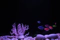 Multicolored neon small fish in aquarium on a black background. Fish called Ternetia caramel or Black tetra, fluorescent Royalty Free Stock Photo