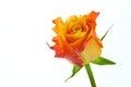 Multicolored orange and red rose isolated
