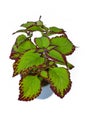 Multicolored painted nettle \'Coleus Blumei Velvet\' plant