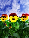 Multicolored pansies as a background. Royalty Free Stock Photo