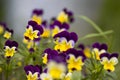 multicolored pansies bloom Royalty Free Stock Photo