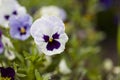 pansies bloom on the flower bed Royalty Free Stock Photo