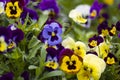 multicolored pansies on the flower bed Royalty Free Stock Photo