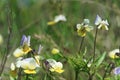 Multicolored pansies. bright flower bed, yellow-purple mini wildflowers