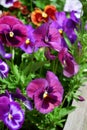 Multicolored pansies on the flower bed Royalty Free Stock Photo