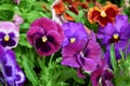Multicolored pansies on the flower bed Royalty Free Stock Photo