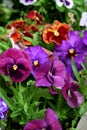 Multicolored pansies on the flower bed Royalty Free Stock Photo