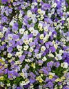 Multicolored pansies flower bed Royalty Free Stock Photo