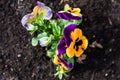 Multicolored pansies in the garden. Royalty Free Stock Photo