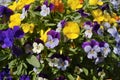 Multicolored pansies Royalty Free Stock Photo