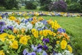 Multicolored pansies or violets in the garden. White, blue, yellow and orange violets on a flower bed in the park. Royalty Free Stock Photo