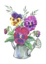 Multicolored pansies in a watering can on a white background. Royalty Free Stock Photo