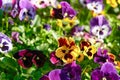 Multicolored pansy flower plant natural background, summer time Royalty Free Stock Photo