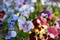 Multicolored pansy flower plant natural background, summer time Royalty Free Stock Photo