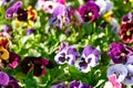 Multicolored pansy flower plant natural background, summer time Royalty Free Stock Photo