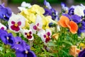 Multicolored pansy flower plant natural background, summer time Royalty Free Stock Photo