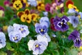 Multicolored pansy flower plant natural background, summer time Royalty Free Stock Photo