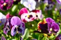 Multicolored pansy flower plant natural background, summer time Royalty Free Stock Photo