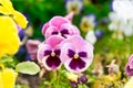 Multicolored pansy flower plant natural background, summer time Royalty Free Stock Photo