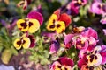 Multicolored pansy flower plant natural background, summer time Royalty Free Stock Photo