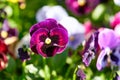 Multicolored pansy flower plant natural background, summer time Royalty Free Stock Photo