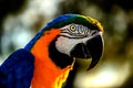 Multicolored parrot on perch Royalty Free Stock Photo