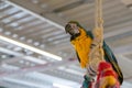 Multicolored parrot playing Royalty Free Stock Photo