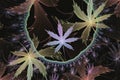 Multicolored pattern with cannabis leaves on a black background.