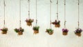 Multicolored petunias in the background of a white wall